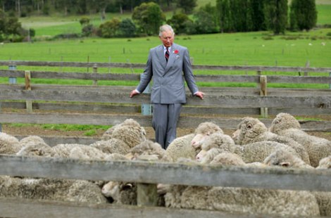 prince of wales wool