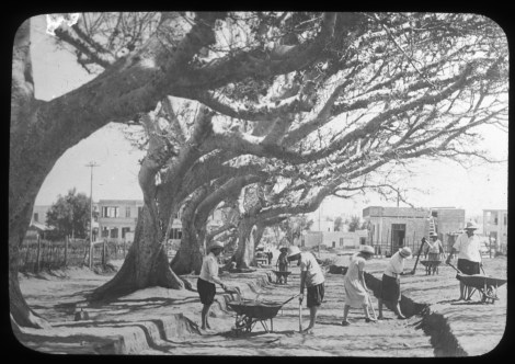 צלם לא ידוע, סלילת רחוב בתל-אביב תחת עצי שקמים , שנות ה-20 של המאה ה-20, באדיבות ארכיון התמונות יד בן-צבי, אוסף זאב וילנאי