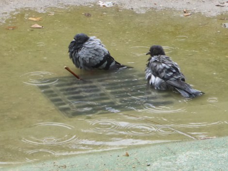 יולי בפאריז