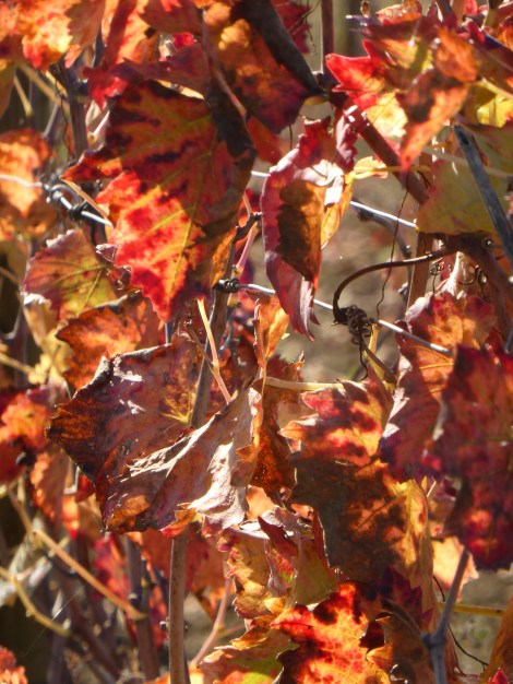 איטליה באוקטובר