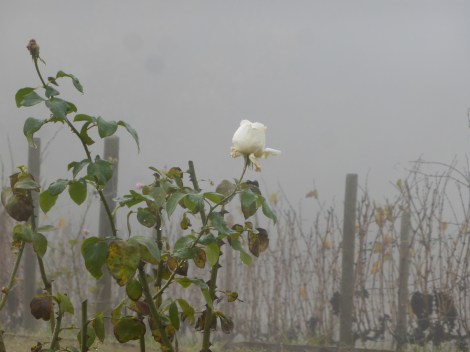 איטליה בנובמבר